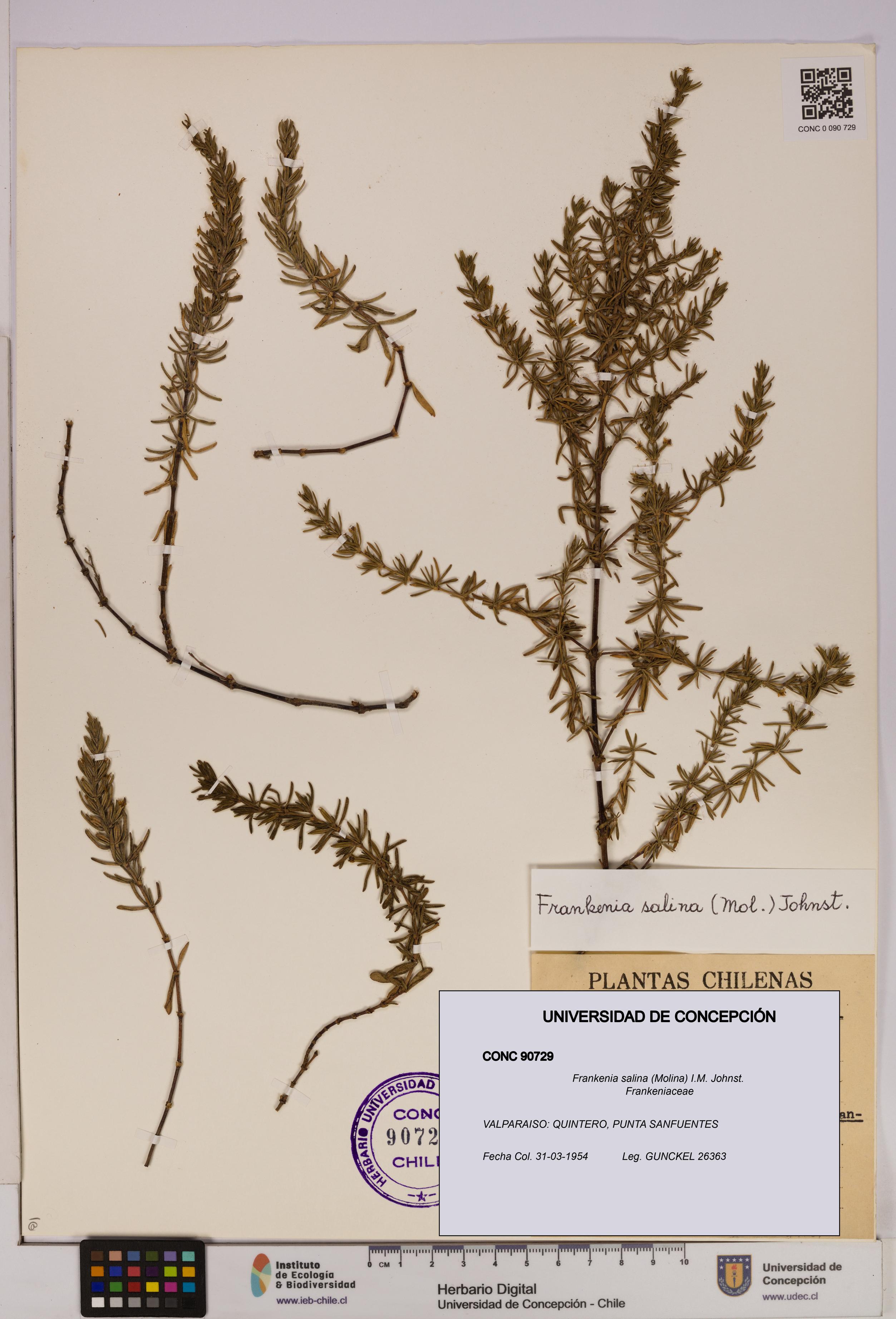 Frankenia salina [Espécimen: UDEC:CONC:0090729]