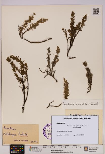 Frankenia salina [Espécimen: UDEC:CONC:0090730]
