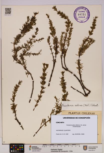 Frankenia salina [Espécimen: UDEC:CONC:0090731]