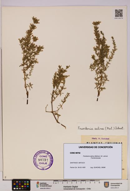 Frankenia salina [Espécimen: UDEC:CONC:0090732]