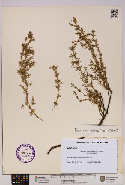 Frankenia salina [Espécimen: UDEC:CONC:0090733]