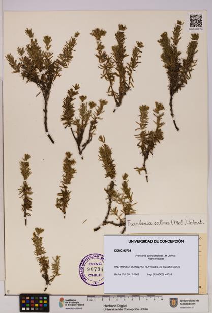 Frankenia salina [Espécimen: UDEC:CONC:0090734]