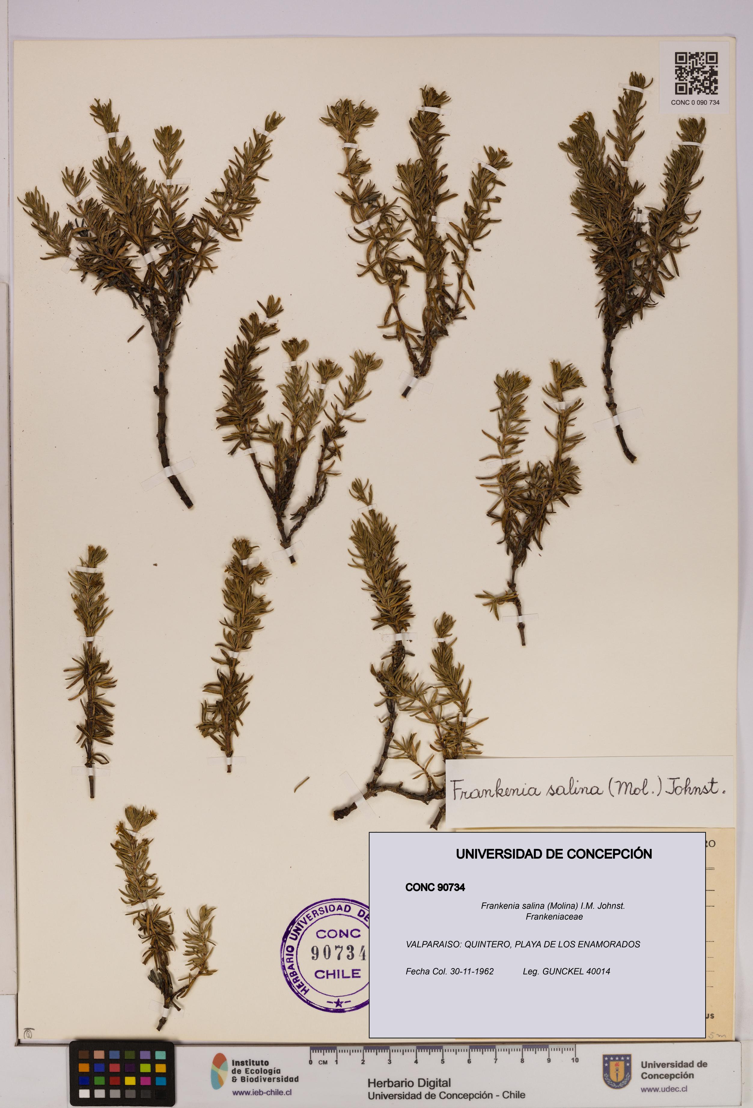Frankenia salina [Espécimen: UDEC:CONC:0090734]