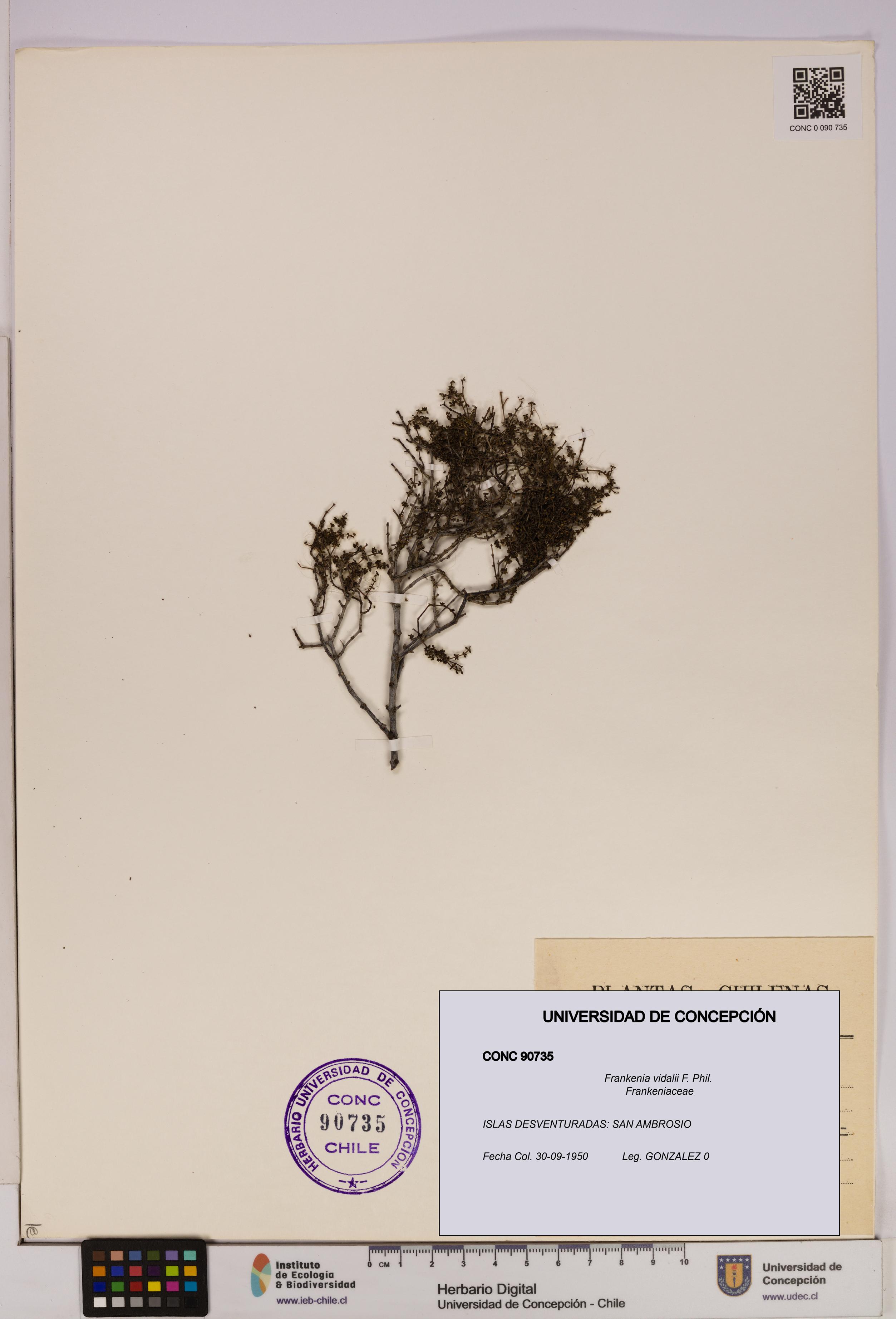 Frankenia vidalii [Espécimen: UDEC:CONC:0090735]
