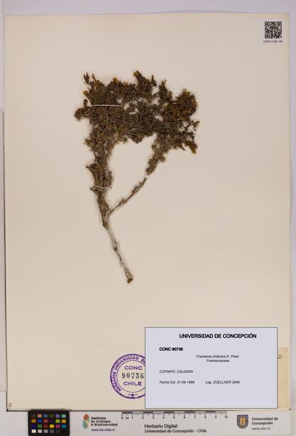 Frankenia chilensis [Espécimen: UDEC:CONC:0090736]
