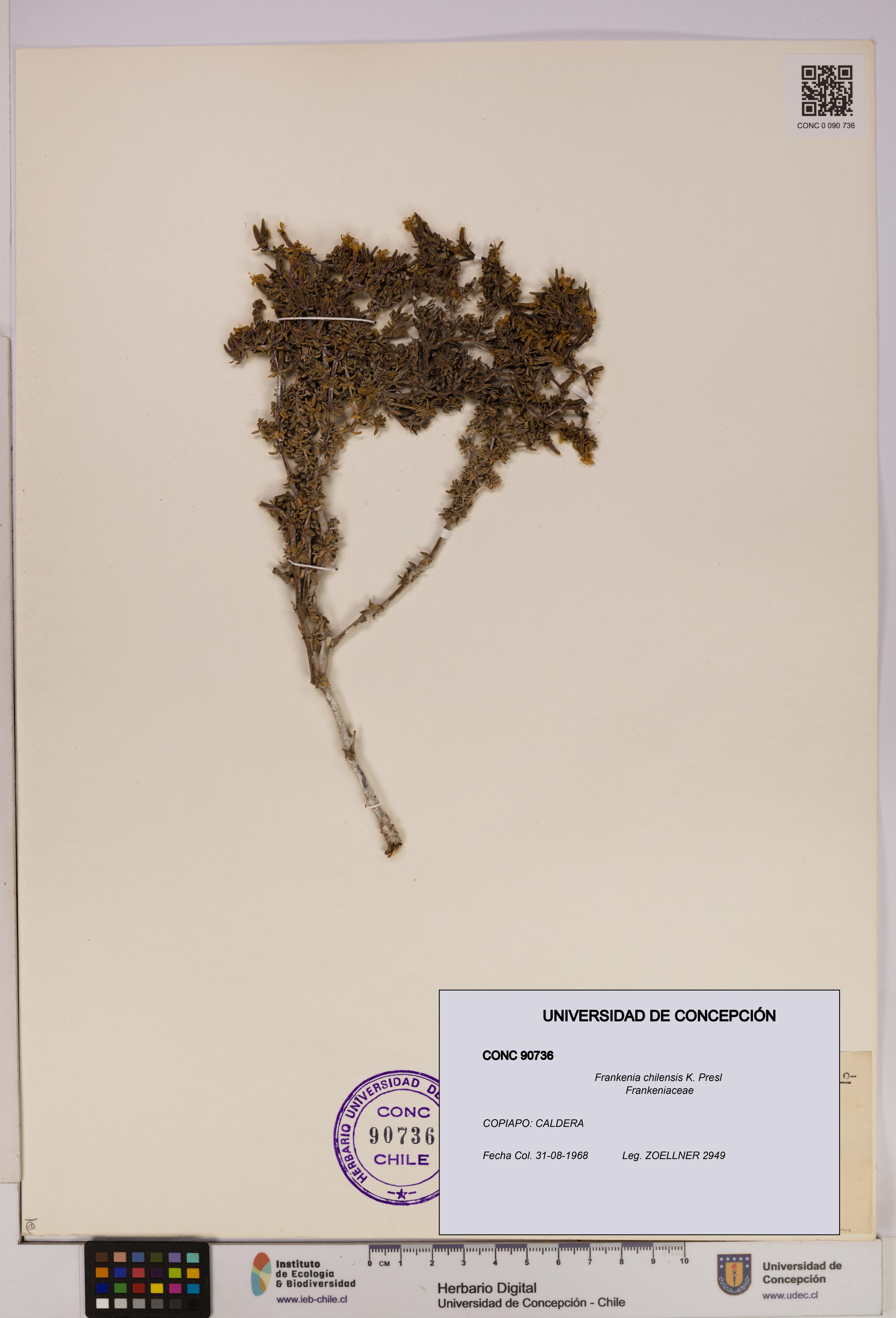 Frankenia chilensis [Espécimen: UDEC:CONC:0090736]