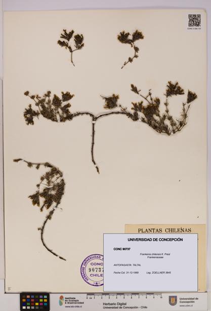 Frankenia chilensis [Espécimen: UDEC:CONC:0090737]