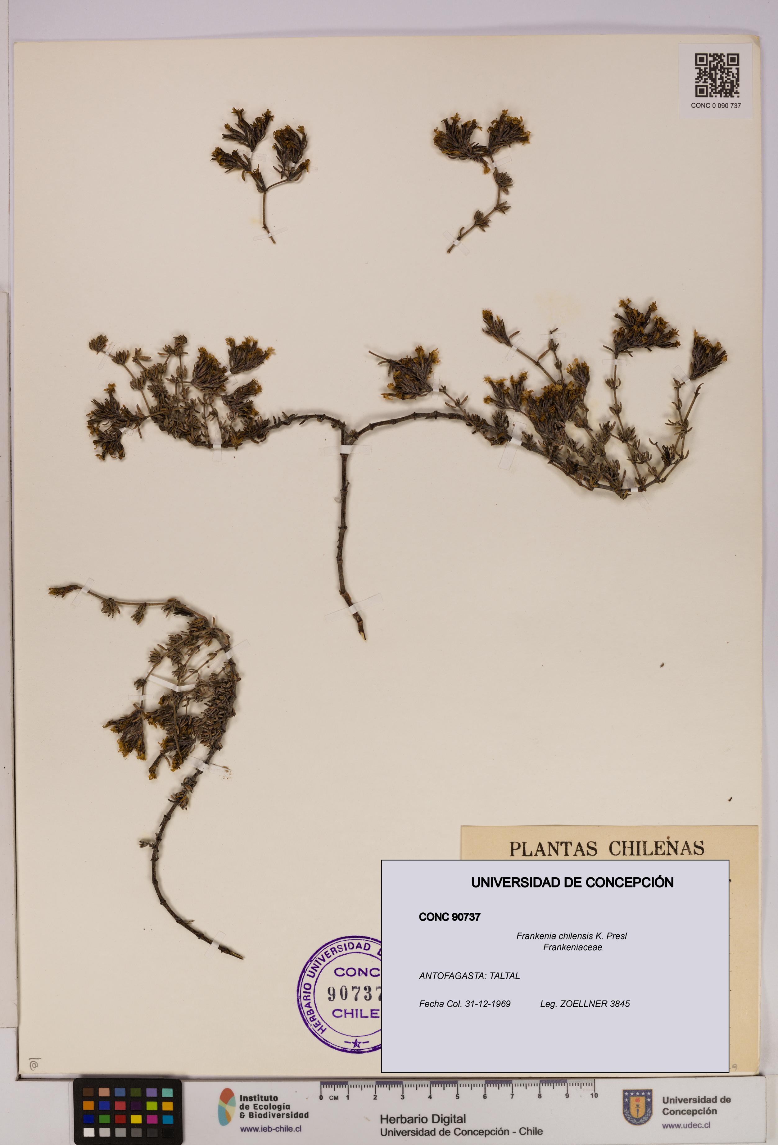 Frankenia chilensis [Espécimen: UDEC:CONC:0090737]