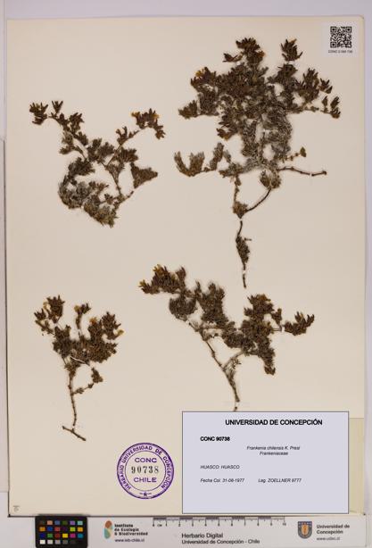 Frankenia chilensis [Espécimen: UDEC:CONC:0090738]