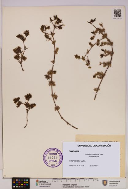 Frankenia chilensis [Espécimen: UDEC:CONC:0090739]