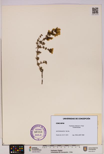 Frankenia chilensis [Espécimen: UDEC:CONC:0090740]