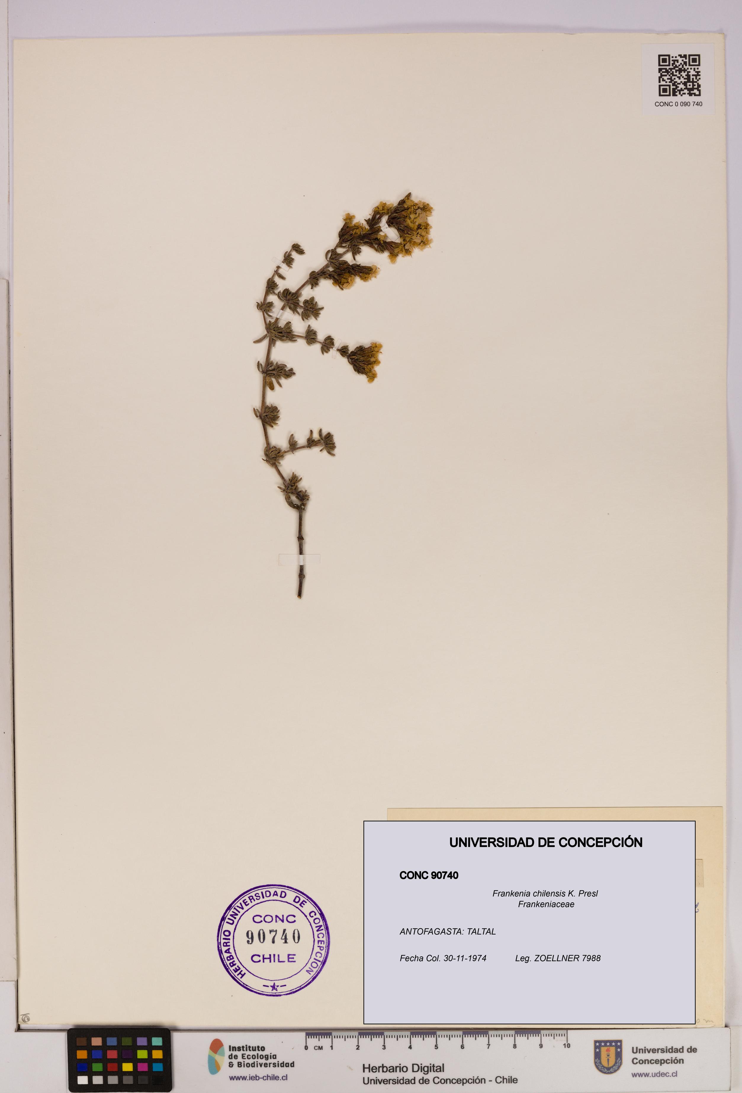 Frankenia chilensis [Espécimen: UDEC:CONC:0090740]