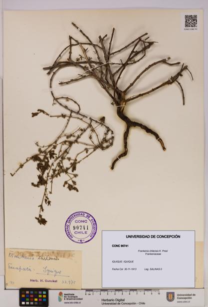 Frankenia chilensis [Espécimen: UDEC:CONC:0090741]