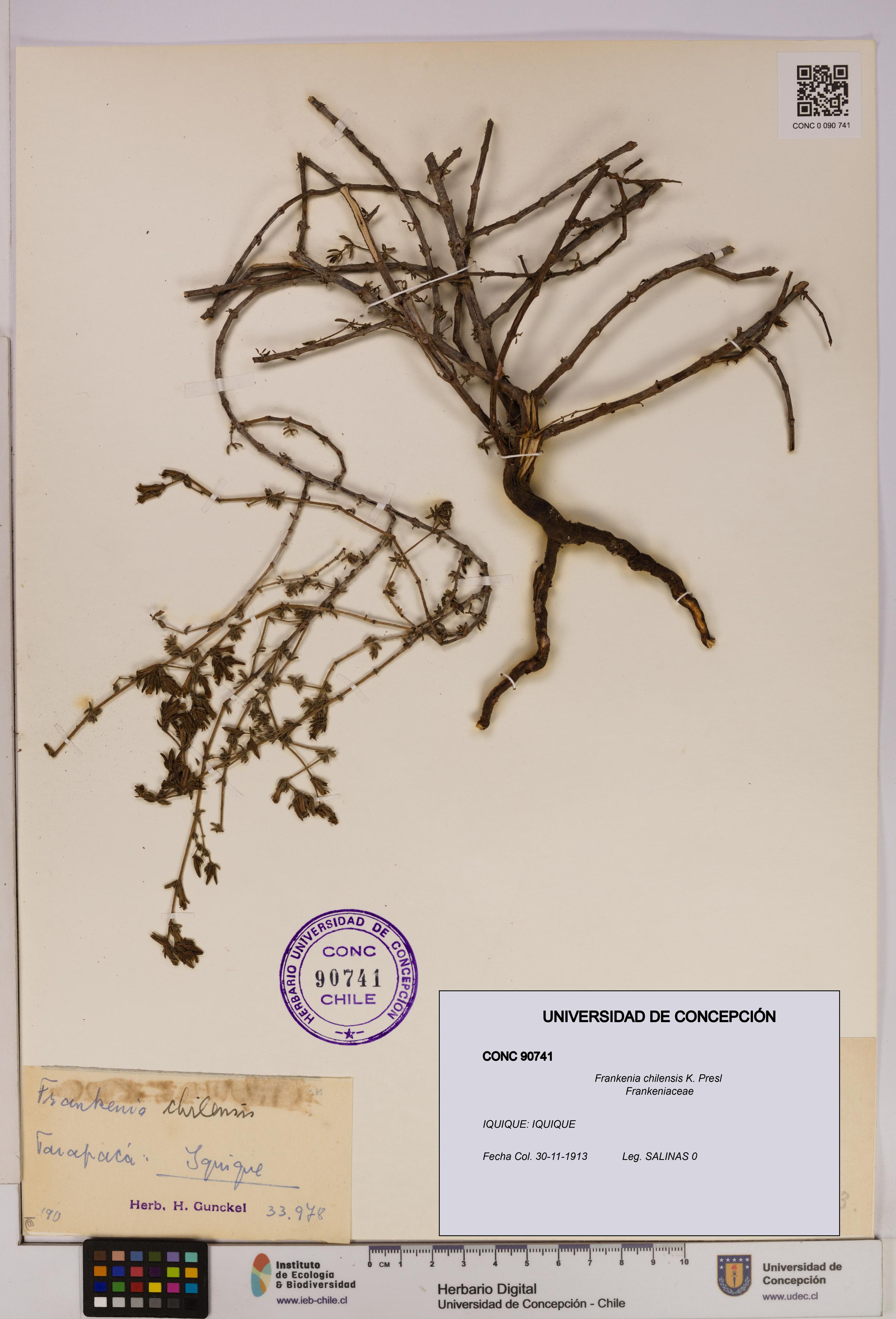 Frankenia chilensis [Espécimen: UDEC:CONC:0090741]