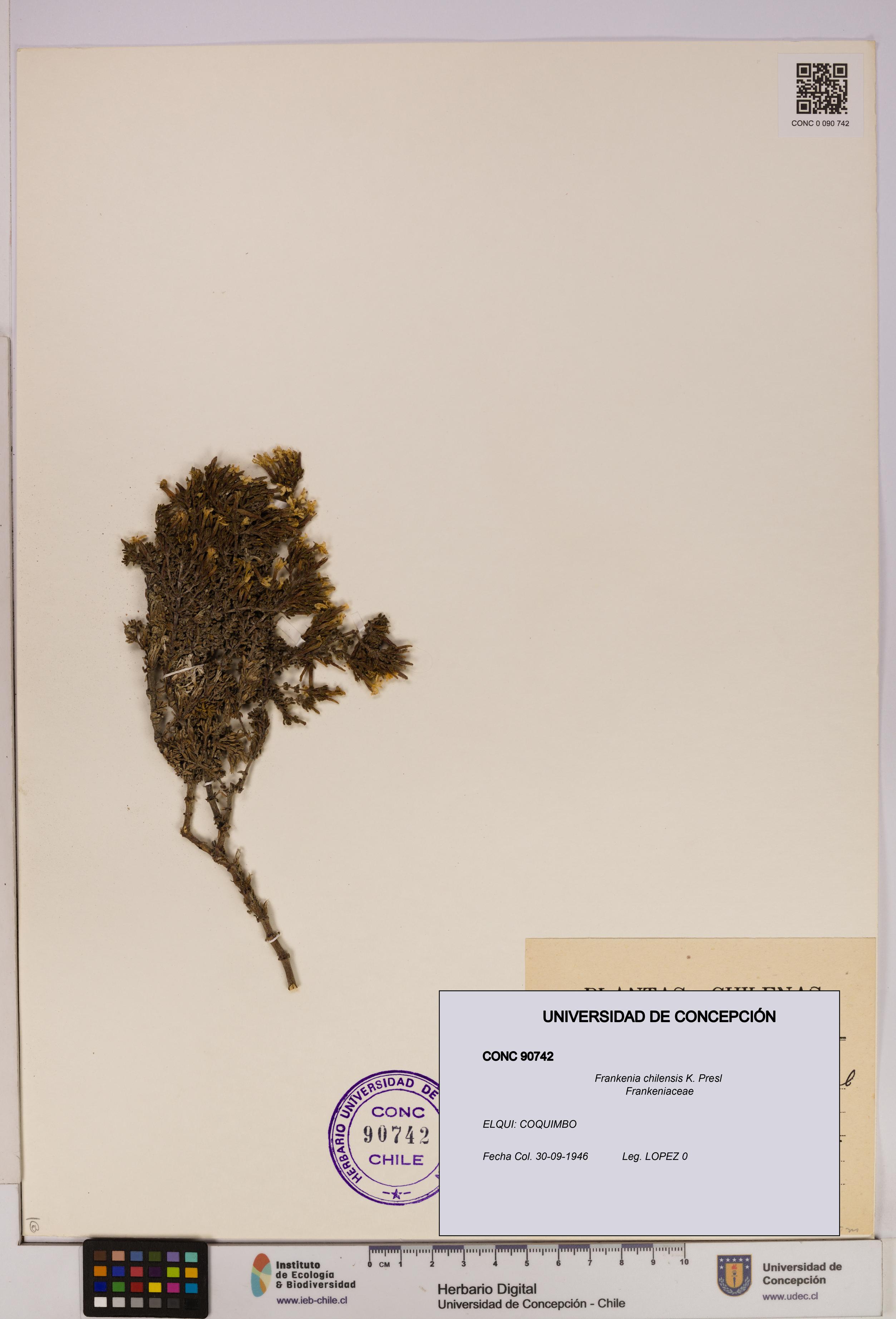 Frankenia chilensis [Espécimen: UDEC:CONC:0090742]