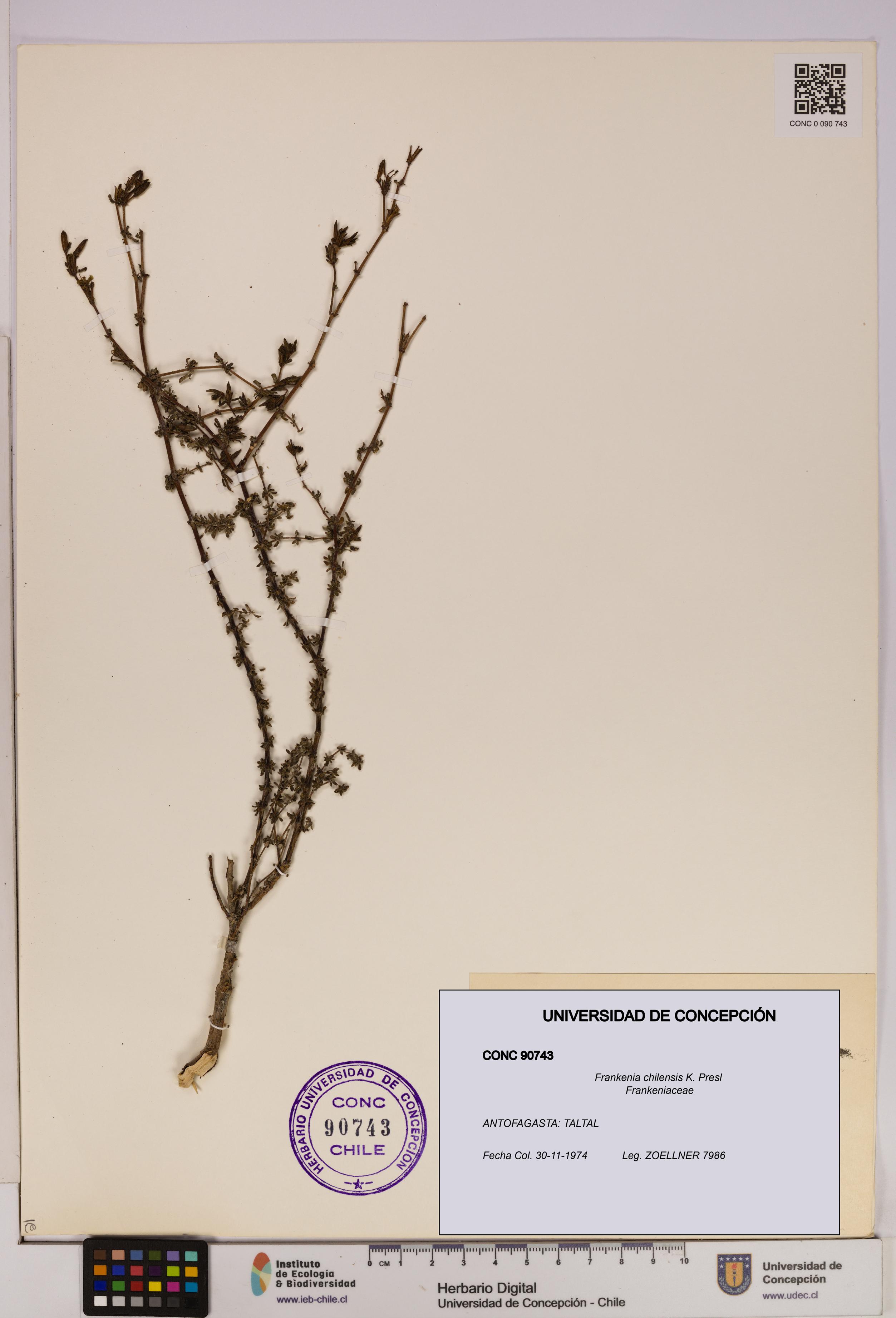 Frankenia chilensis [Espécimen: UDEC:CONC:0090743]