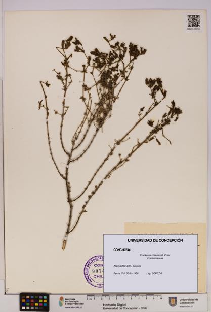 Frankenia chilensis [Espécimen: UDEC:CONC:0090744]