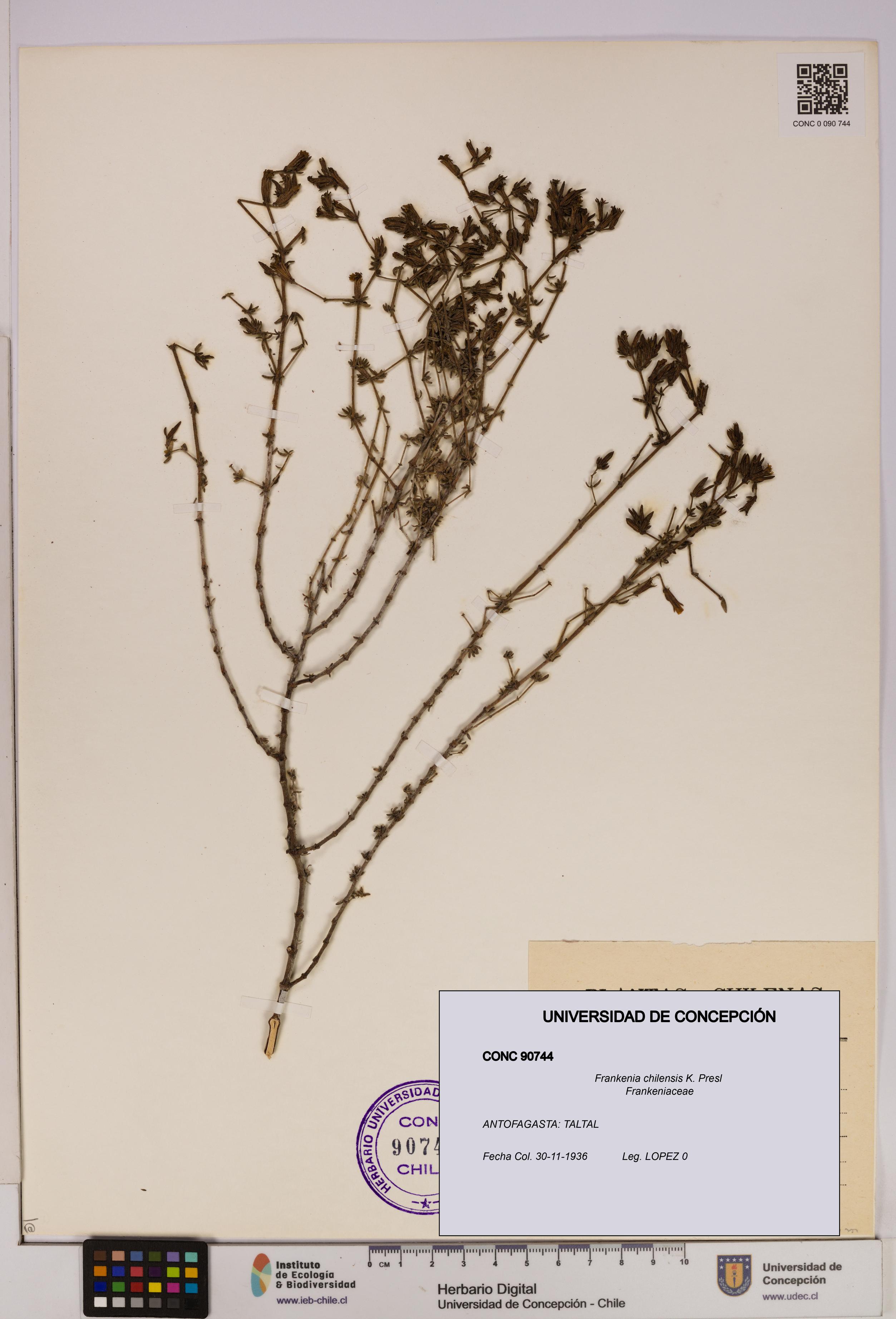 Frankenia chilensis [Espécimen: UDEC:CONC:0090744]