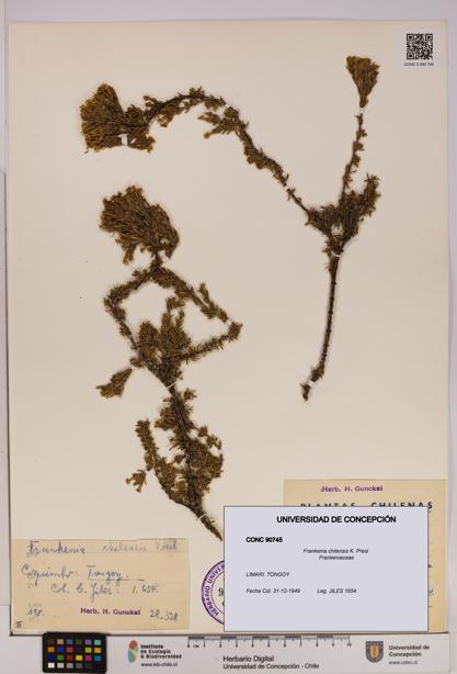 Frankenia chilensis [Espécimen: UDEC:CONC:0090745]