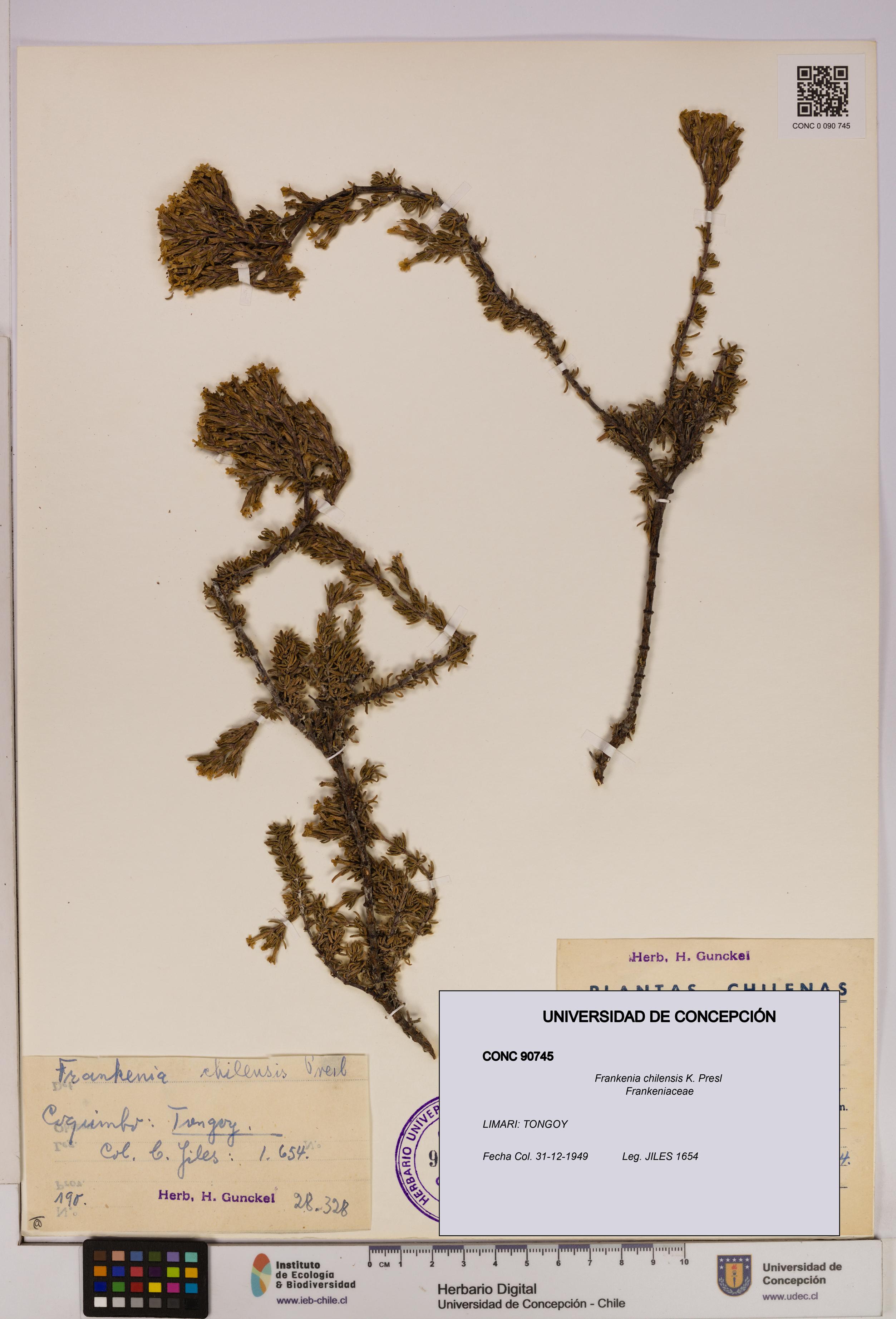 Frankenia chilensis [Espécimen: UDEC:CONC:0090745]