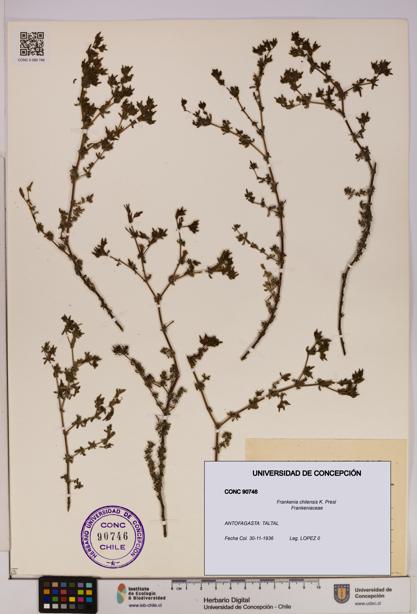 Frankenia chilensis [Espécimen: UDEC:CONC:0090746]