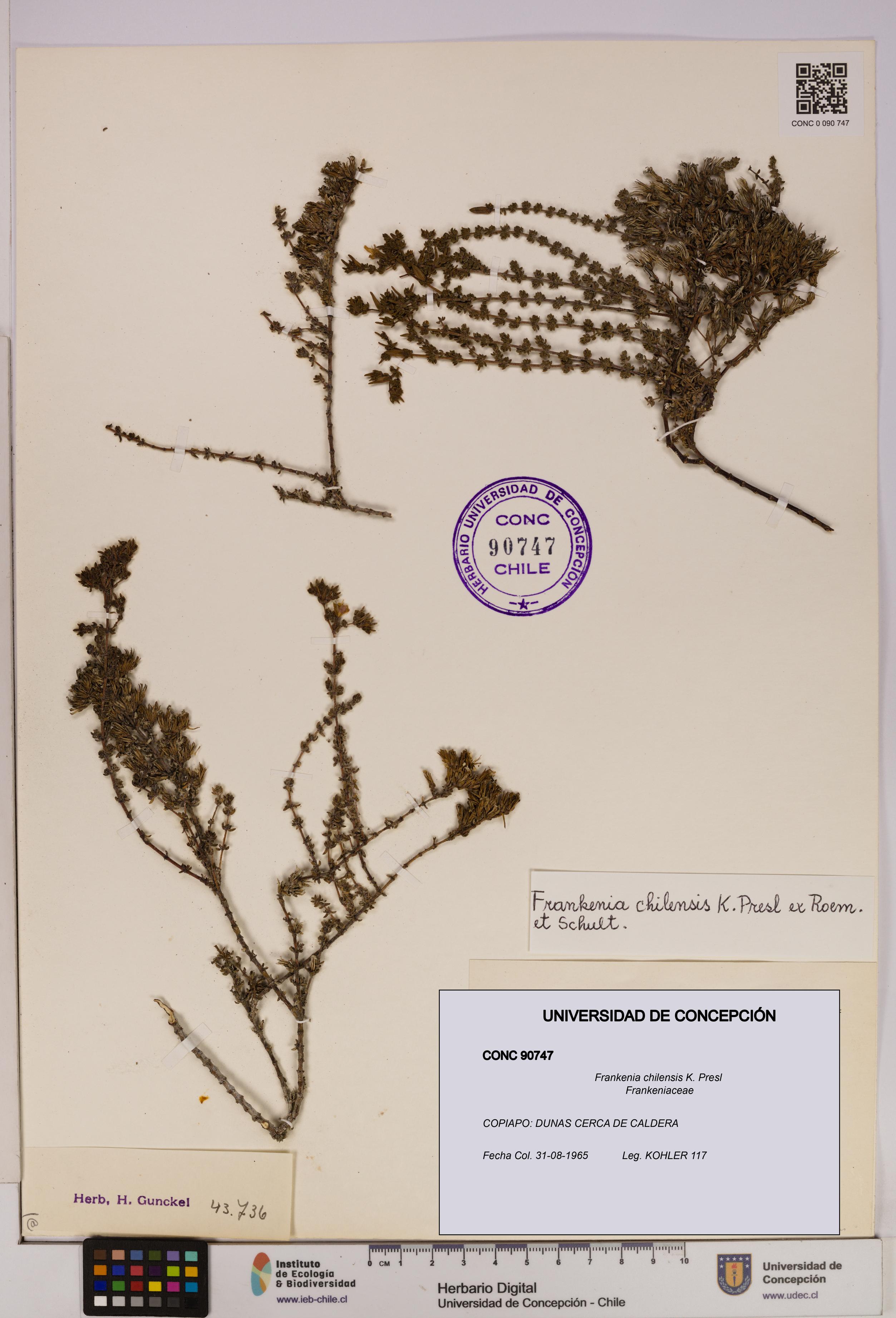 Frankenia chilensis [Espécimen: UDEC:CONC:0090747]