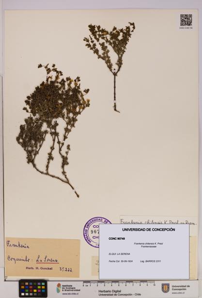 Frankenia chilensis [Espécimen: UDEC:CONC:0090748]