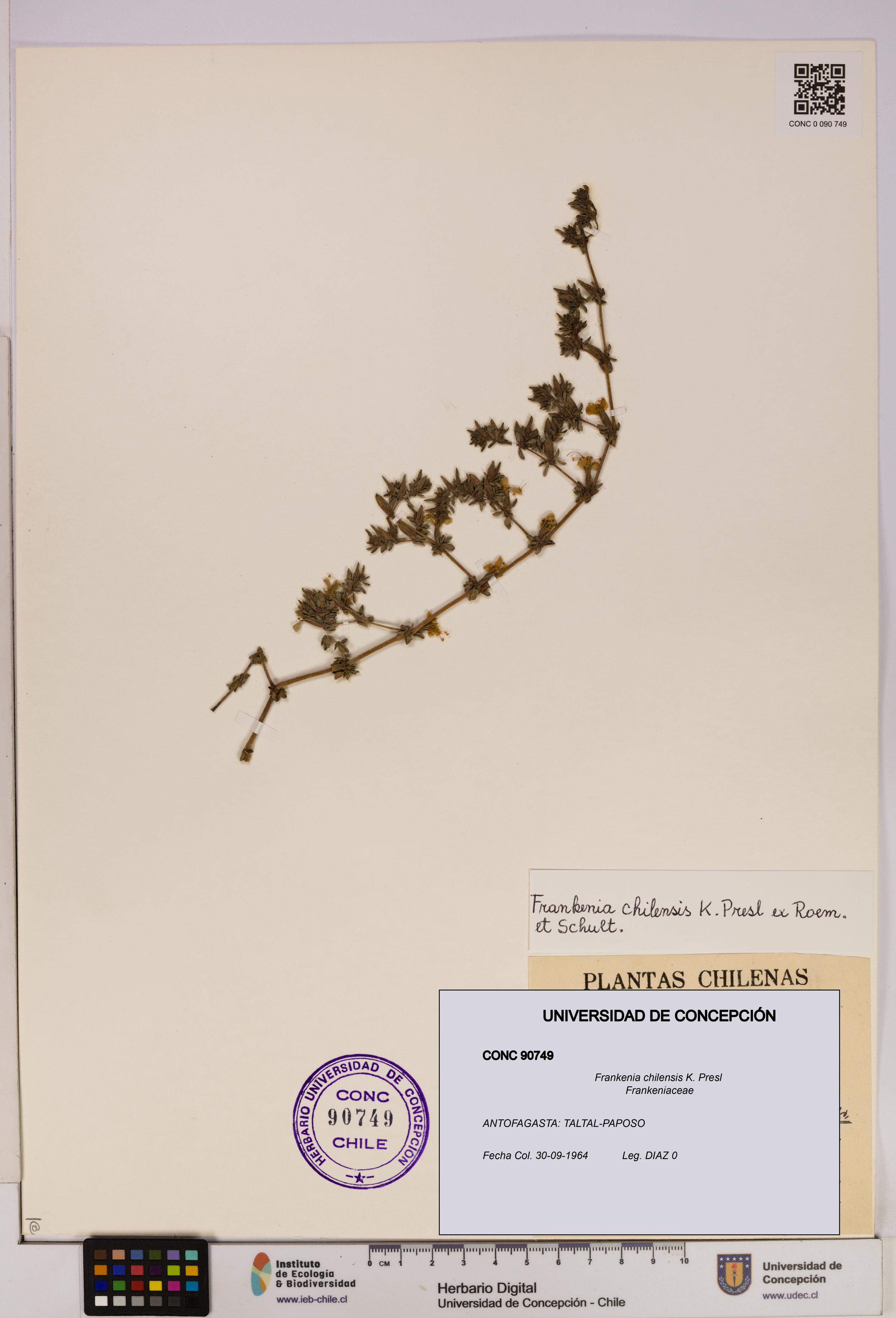 Frankenia chilensis [Espécimen: UDEC:CONC:0090749]