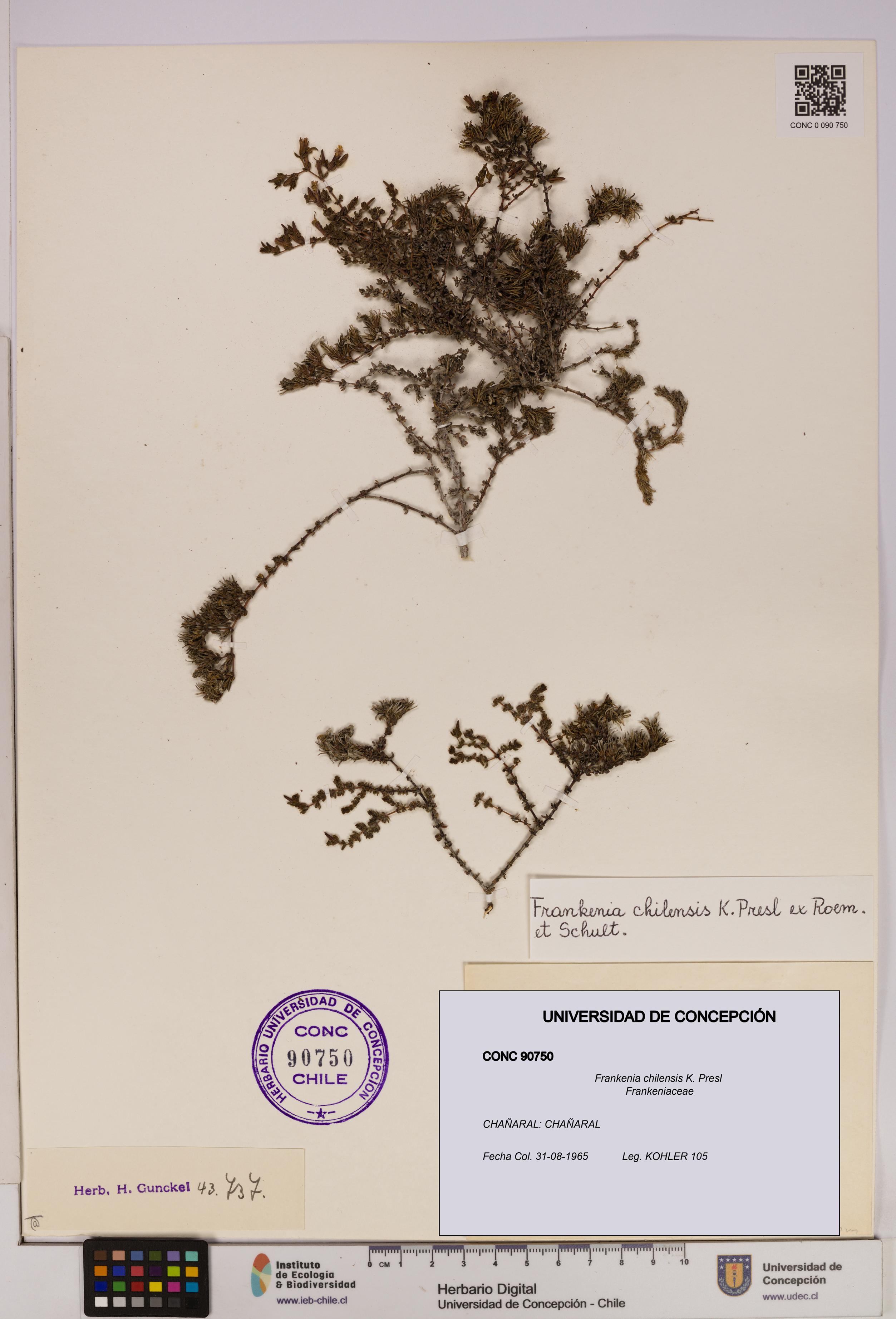 Frankenia chilensis [Espécimen: UDEC:CONC:0090750]