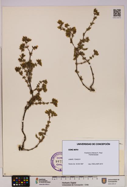 Frankenia chilensis [Espécimen: UDEC:CONC:0090751]