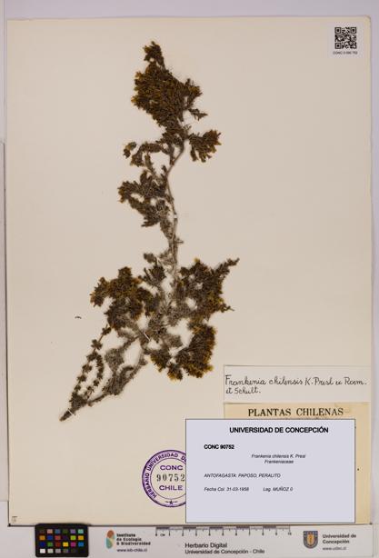 Frankenia chilensis [Espécimen: UDEC:CONC:0090752]
