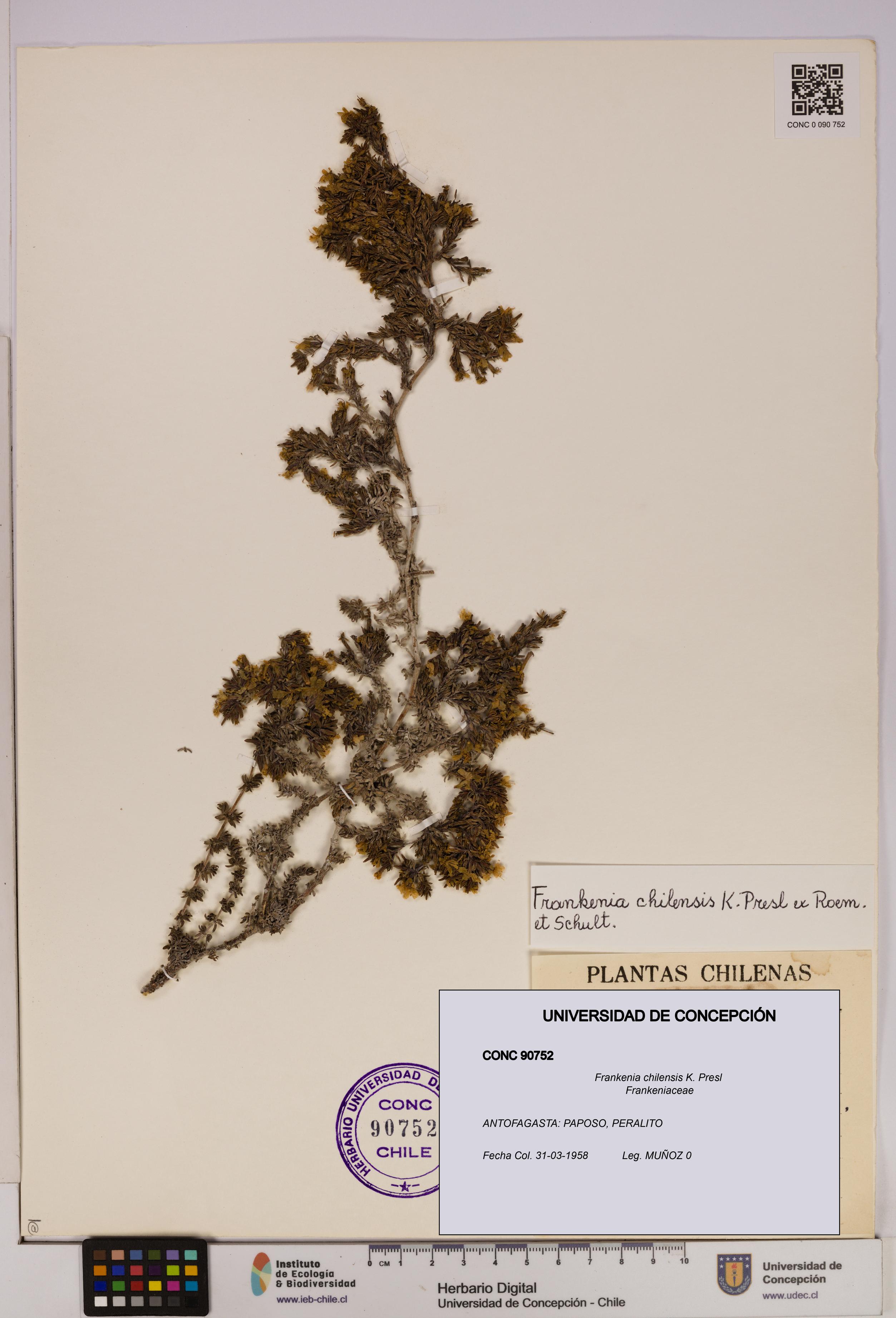 Frankenia chilensis [Espécimen: UDEC:CONC:0090752]
