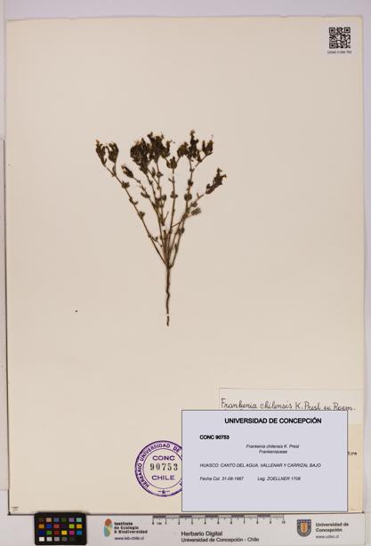 Frankenia chilensis [Espécimen: UDEC:CONC:0090753]
