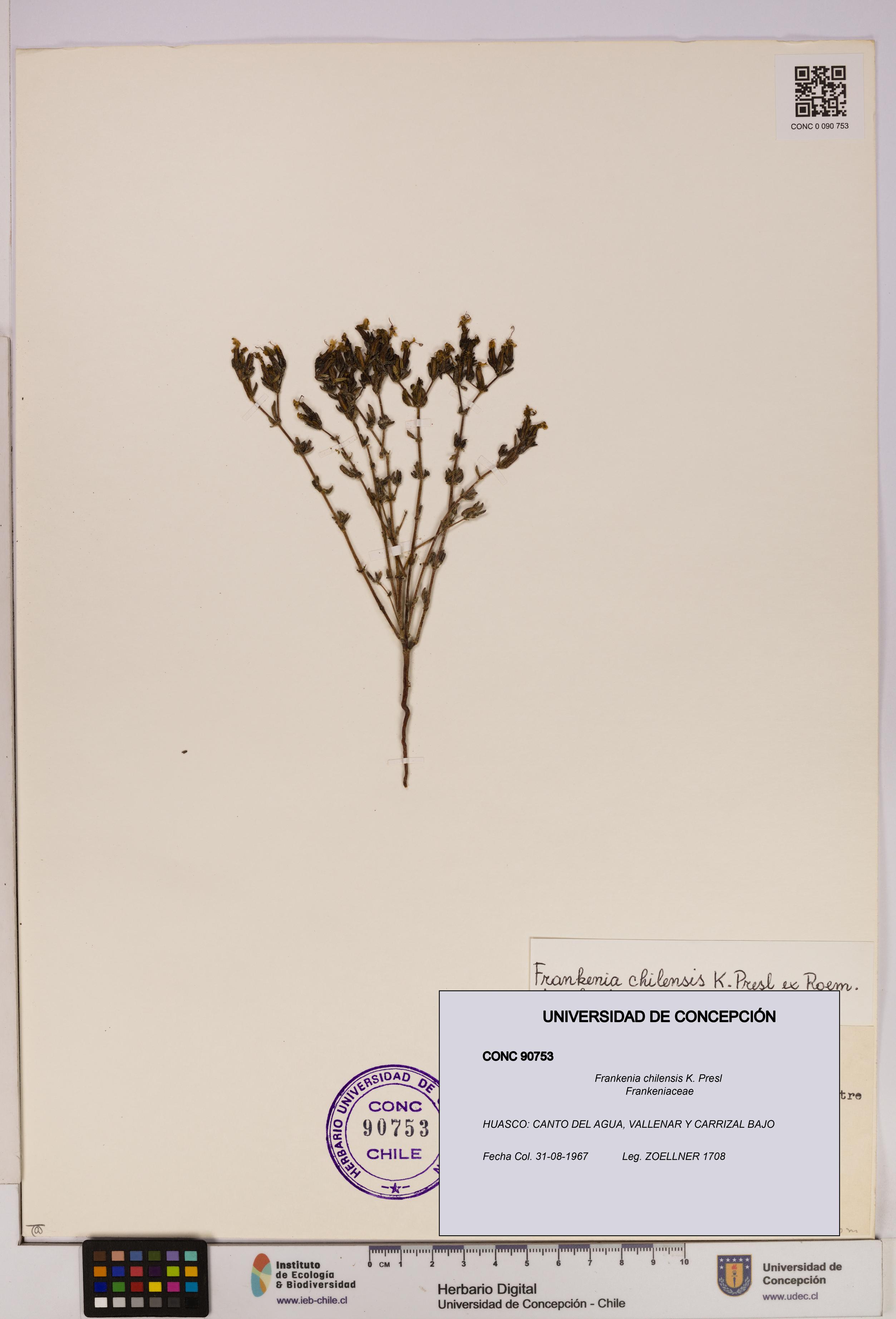 Frankenia chilensis [Espécimen: UDEC:CONC:0090753]