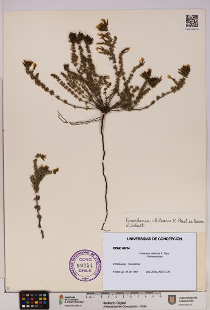 Frankenia chilensis [Espécimen: UDEC:CONC:0090754]