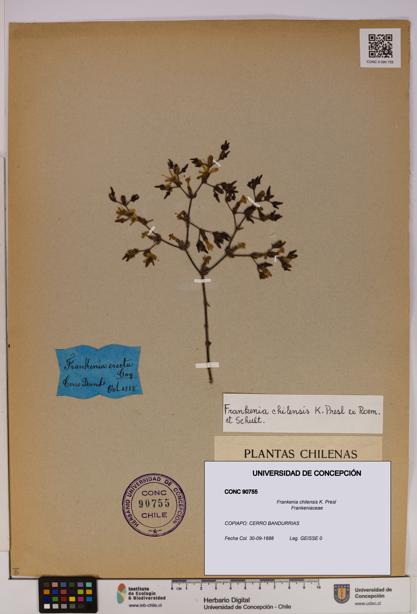 Frankenia chilensis [Espécimen: UDEC:CONC:0090755]