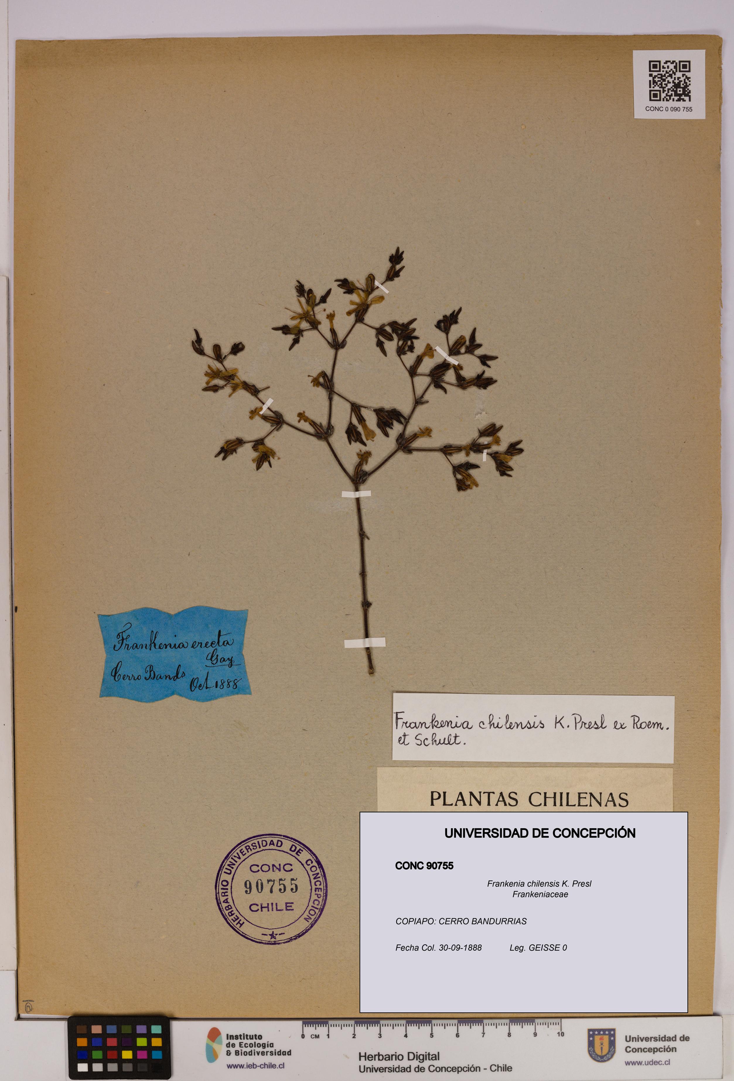 Frankenia chilensis [Espécimen: UDEC:CONC:0090755]