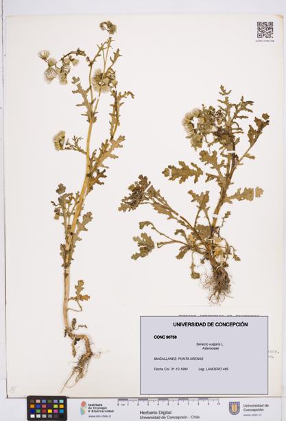 Senecio vulgaris [Espécimen: ]