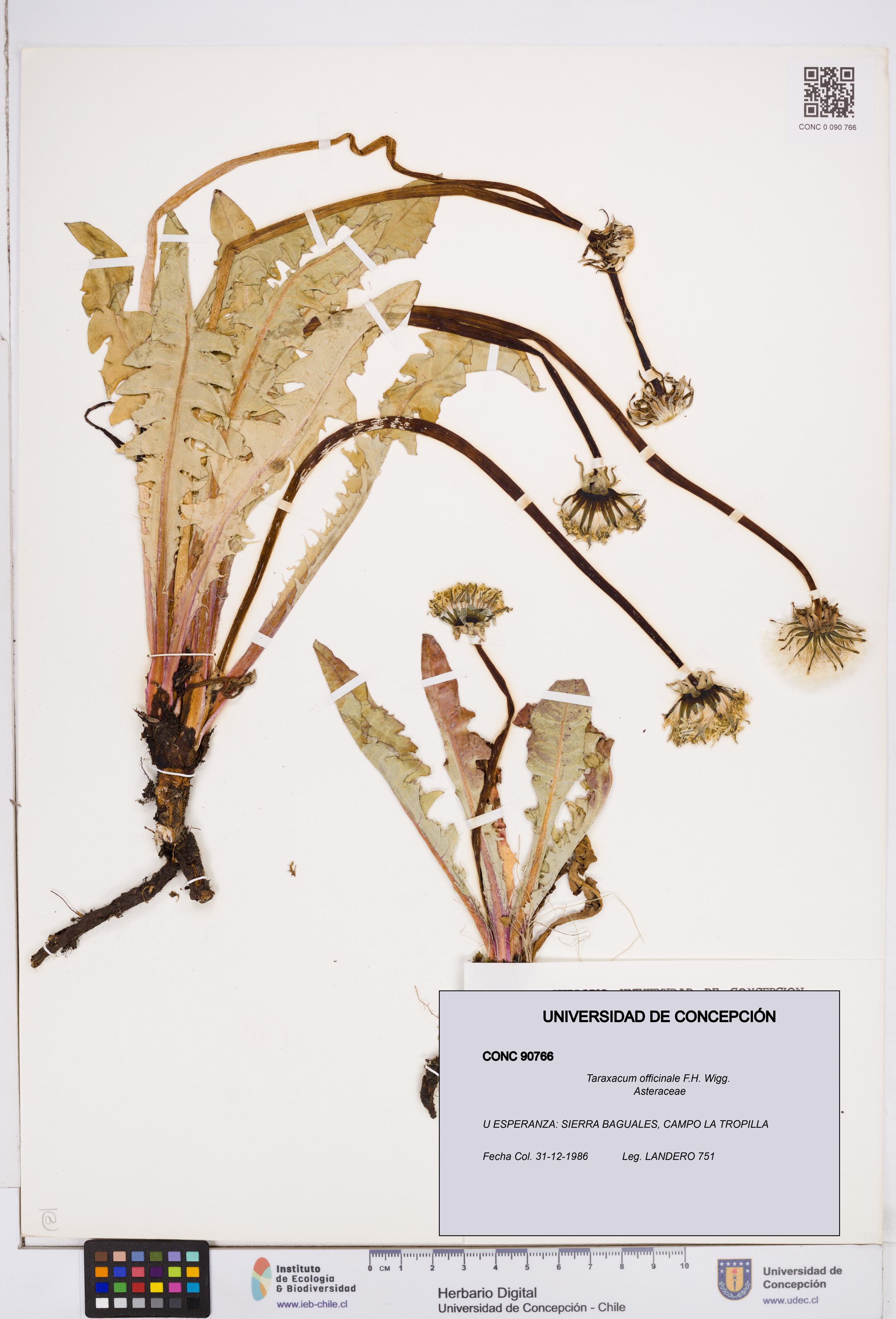 Taraxacum officinale [Espécimen: ]