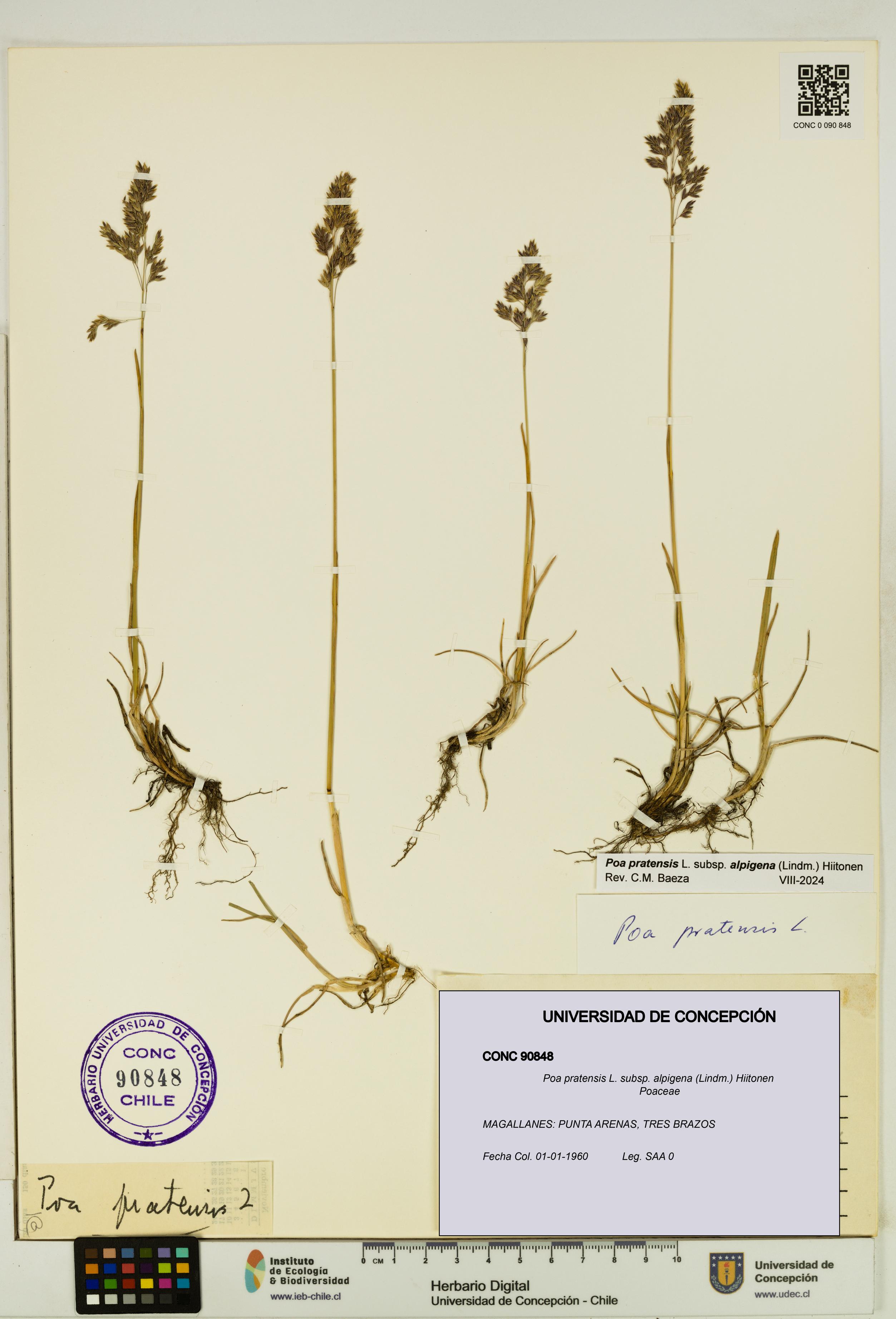 Poa pratensis [Espécimen: UDEC:CONC:0090848]