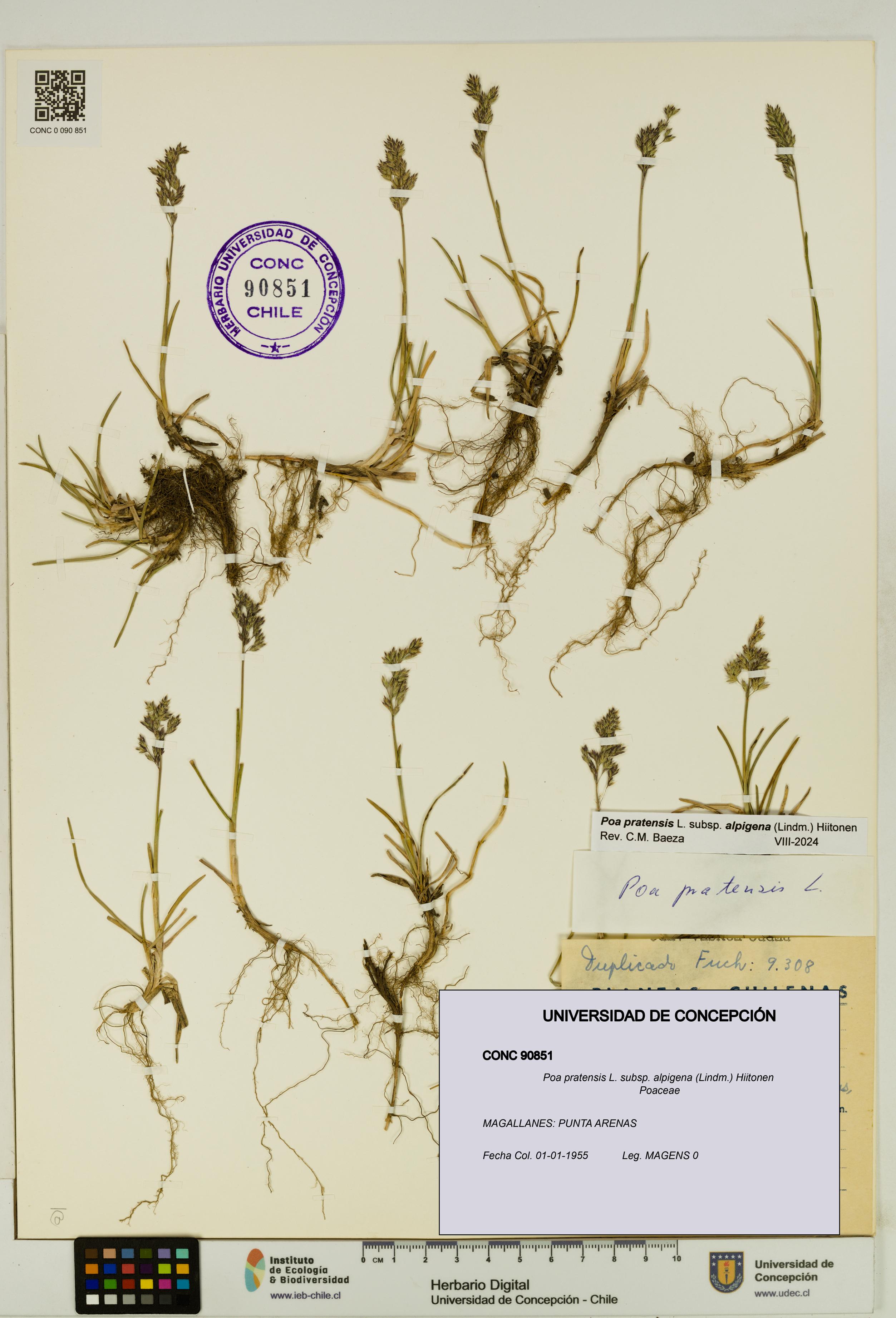 Poa pratensis [Espécimen: UDEC:CONC:0090851]