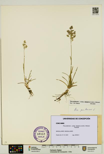Poa pratensis [Espécimen: UDEC:CONC:0090852]