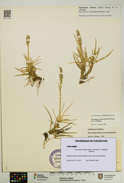 Nicoraepoa robusta [Espécimen: UDEC:CONC:0090888]