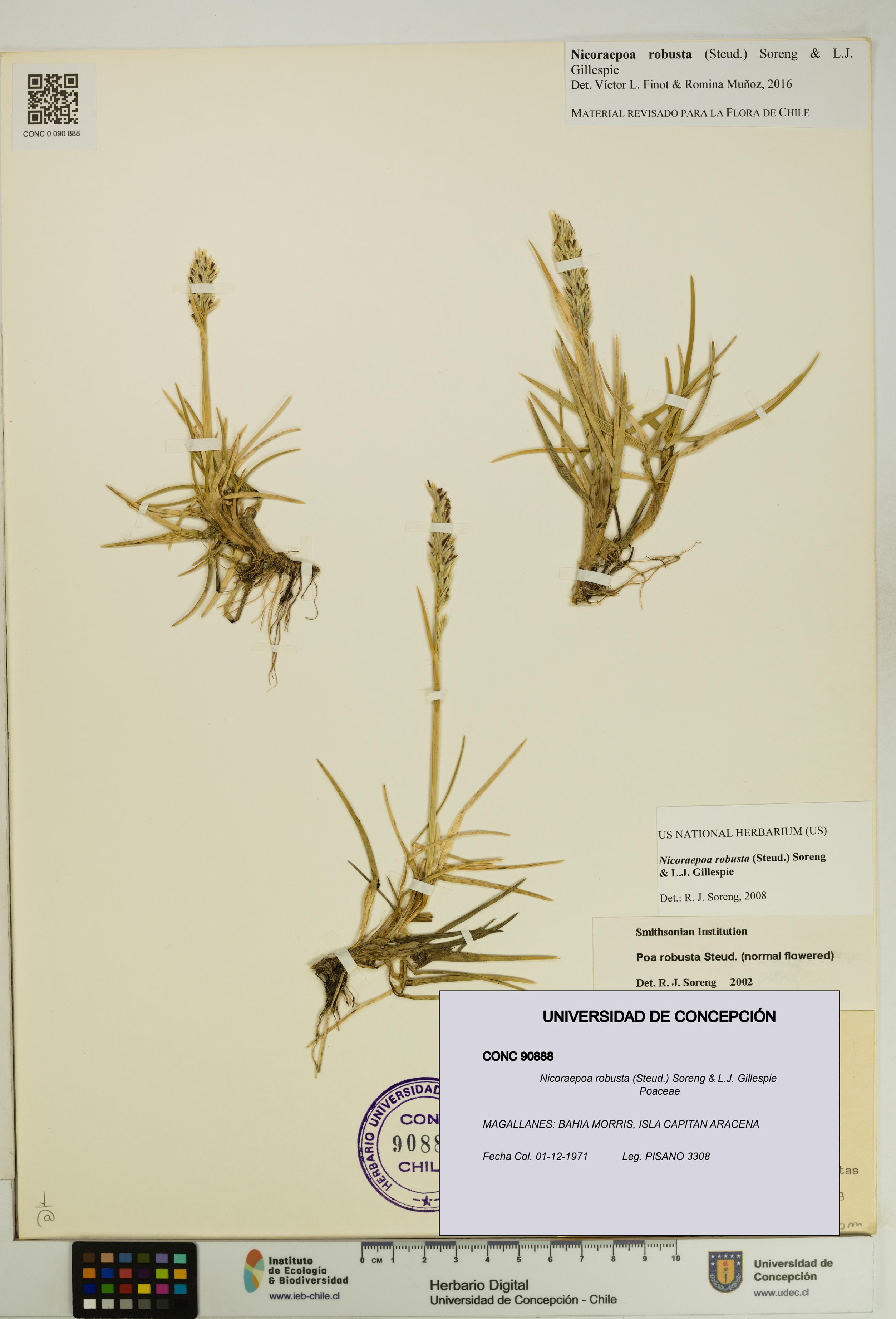 Nicoraepoa robusta [Espécimen: UDEC:CONC:0090888]