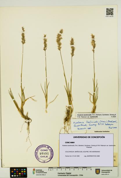 Koeleria barbinodis var. barbinodis [Espécimen: UDEC:CONC:0090891]