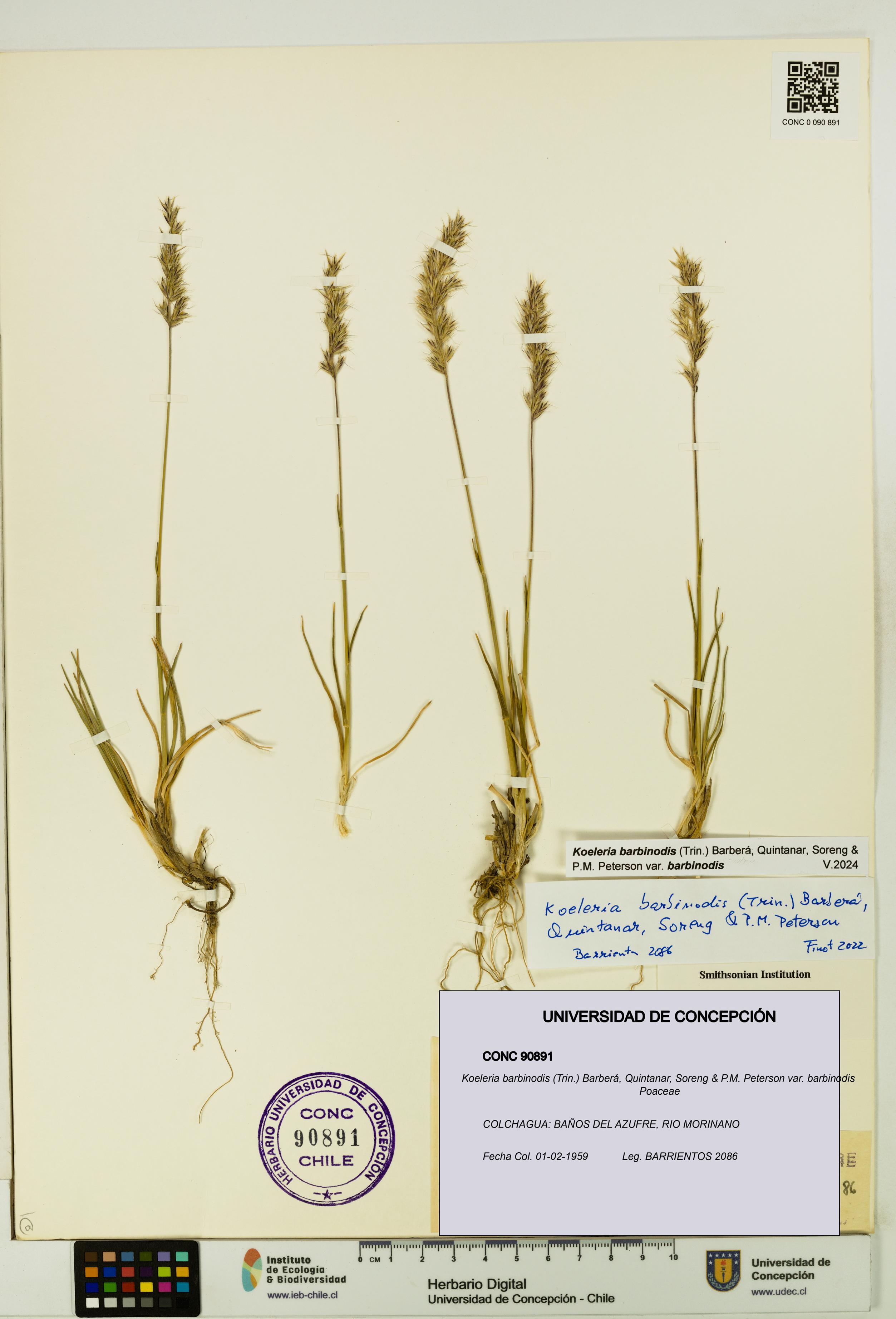 Koeleria barbinodis var. barbinodis [Espécimen: UDEC:CONC:0090891]