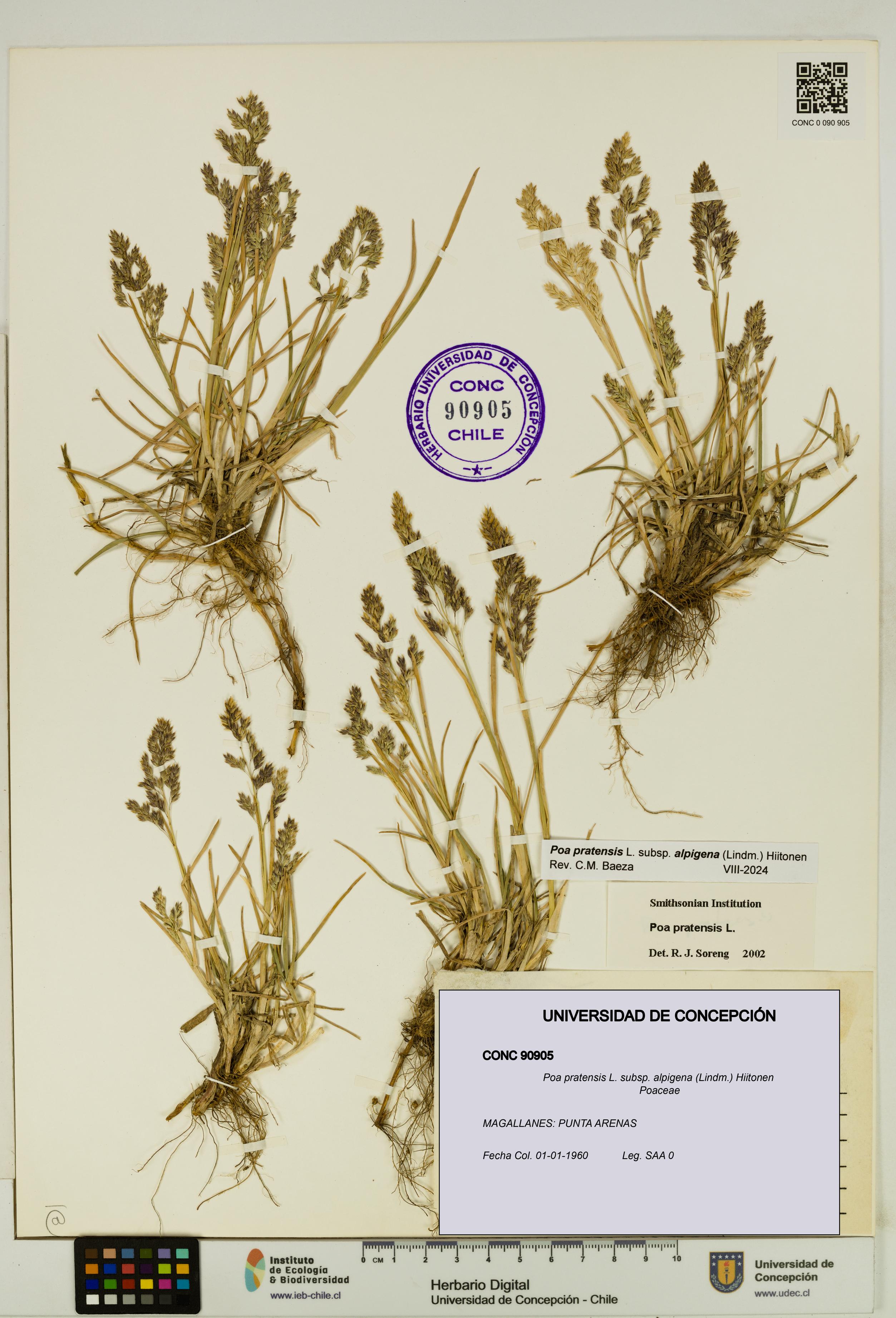 Poa pratensis [Espécimen: UDEC:CONC:0090905]