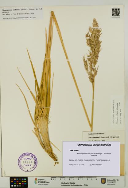 Nicoraepoa robusta [Espécimen: UDEC:CONC:0090952]