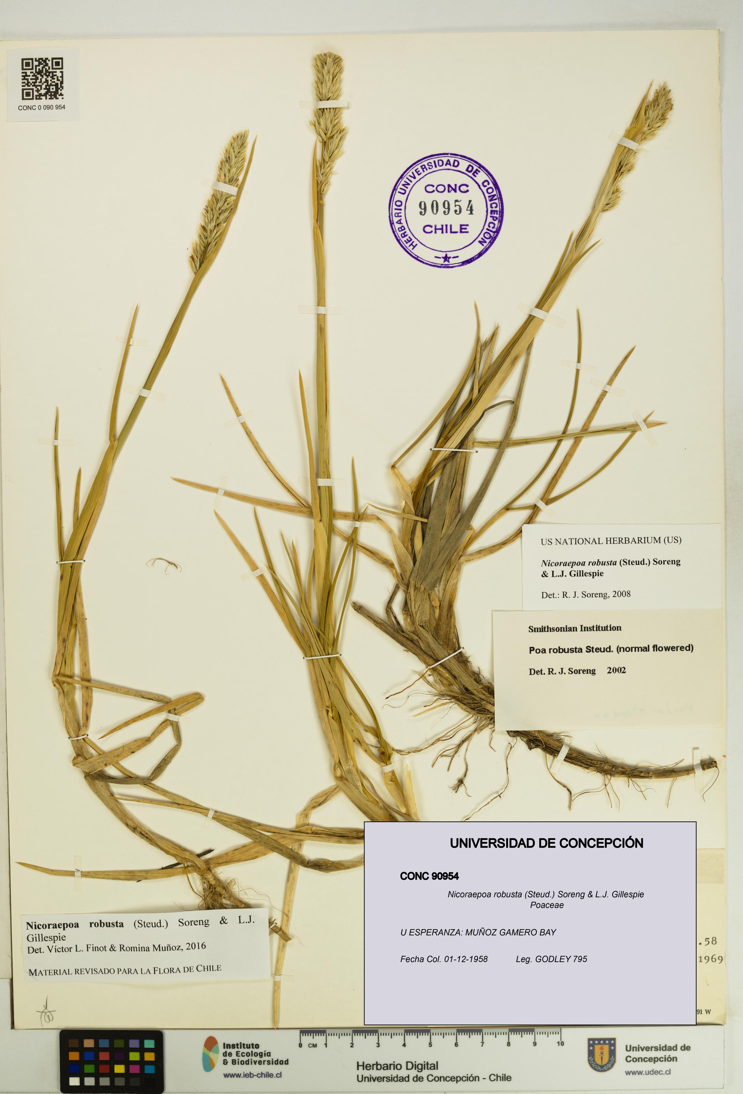 Nicoraepoa robusta [Espécimen: UDEC:CONC:0090954]