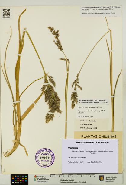 Nicoraepoa andina subsp. andina [Espécimen: UDEC:CONC:0090959]